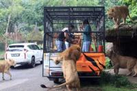 Taman Safari Dapat Bantuan Pakan Satwa