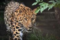 Ketiadaan Habitat Jadi Ancaman Utama Macan Tutul Jawa
