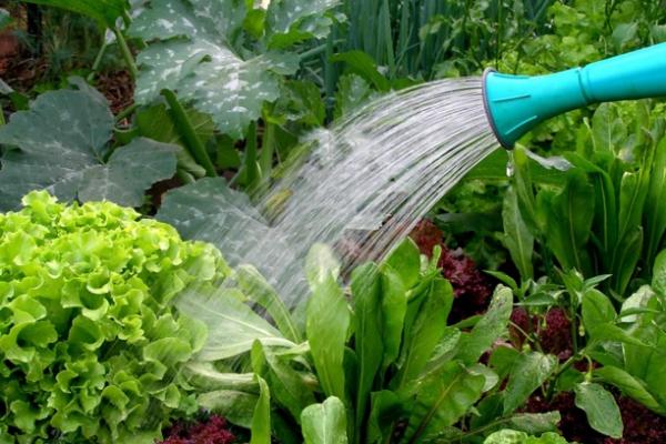 Mengisi Waktu Luang dengan Berkebun Organik di Rumah