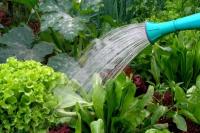 Mengisi Waktu Luang dengan Berkebun Organik di Rumah