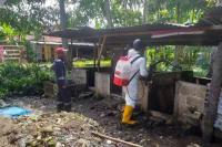 Kementan Terus Penanganan Demam Babi Afrika 