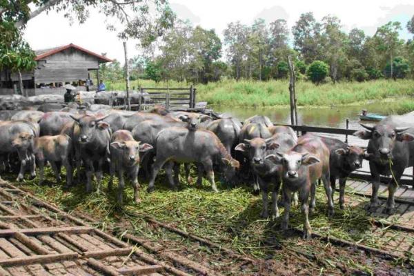 Pengukuran Laju Pertumbuhan Kerbau untuk Mendukung Sikomandan