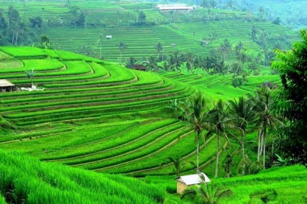 Ditugasi Garap Food Estate, PUPR Anggarkan Rp8,68 Triliun