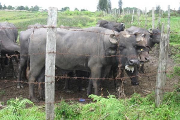 Tahu Kerbau Unik Penghasil Susu? Ini Penjelasannya