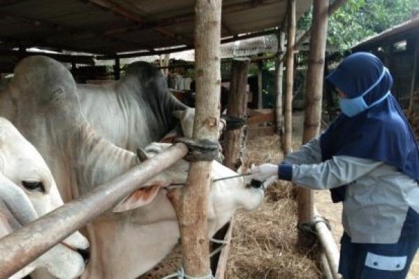   Dibeli dari Bantul, Sapi Kurban Jokowi Berbobot Satu Ton