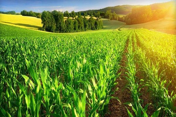    Agrikultur, Kekuatan Ekonomi Baru di Tengah Pandemi