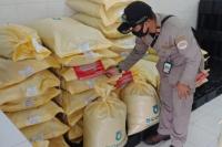 Terkontaminasi Bakteri, Kementan Musnahkan 1,5 Ton Benih Sawi Putih Asal Korea