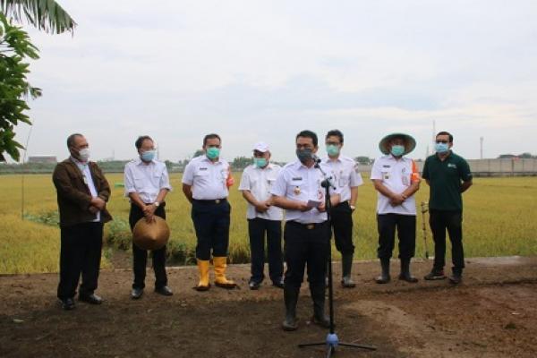  Bos Food Station Dampingi Wagub  DKI Panen Padi di Sawah Abadi Cakung  