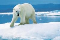 Beruang Kutub Terancam Punah Dampak Perubahan Iklim 