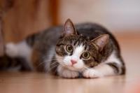 Kucing Tertular Virus Corona di Inggris