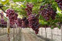 China Perpanjang Sengketa Impor Anggur Australia