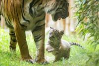 Kelahiran Anak Harimau Sumatera di Polandia Bikin Indonesia Tambah Populer