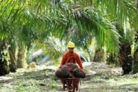 Sawit Harus Ada Dalam Genggaman Petani 