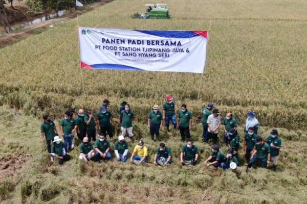 Hari Ini, Food Station Panen Padi di Lahan Shang Hyang Seri