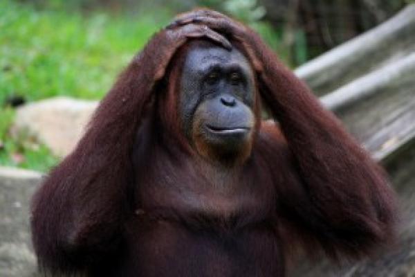 RAN Temukan Dua Perusahaan Sawit Rusak Kawasan Leuser
