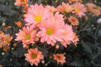 Komisi IV Dorong Anggaran Kementan di Sektor Rekayasa Genetika