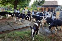 Kementan Apresiasi Peternak Sapi Perah di Jakarta