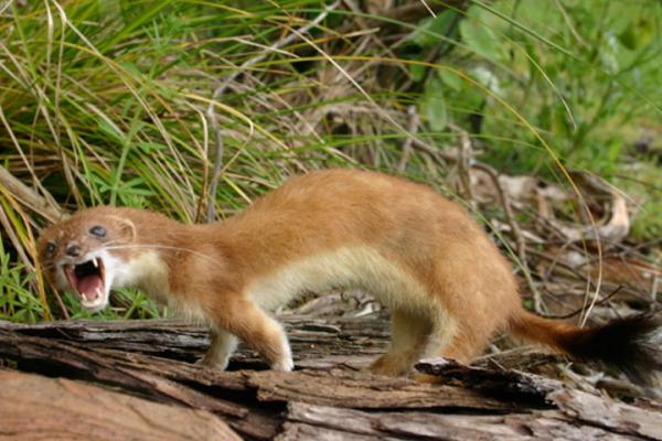 Kementerian Prancis Temukan Hewan Cerpelai Terinfeksi Corona