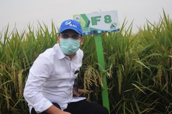 Panen Padi IF 8 dan IF 16, Bos Baru RNI Amankan Hulu Pertanian 