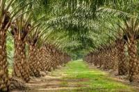 Pemerintah sesuaikan tarif pungutan ekspor industri kelapa sawit berkelanjutan