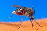 Unicef: Indonesia Berhasil Membuat 77% Penduduk Bebas Malaria