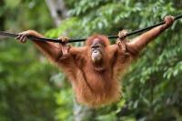 11 Orangutan Sumatra Pulang Kampung