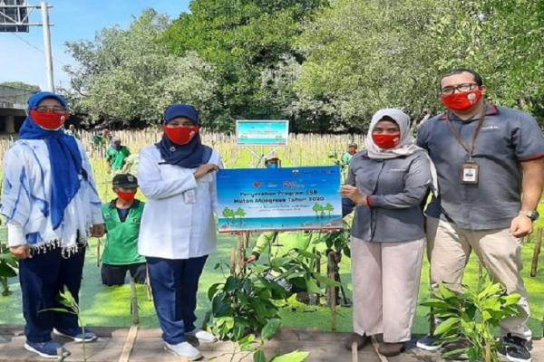CSR, Bank DKI Kembali Tanam 5.000 Bibit Mangrove