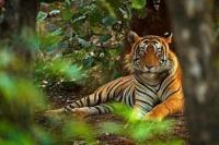 Teror Harimau Hantui Warga Di Langkat Sumatera Utara