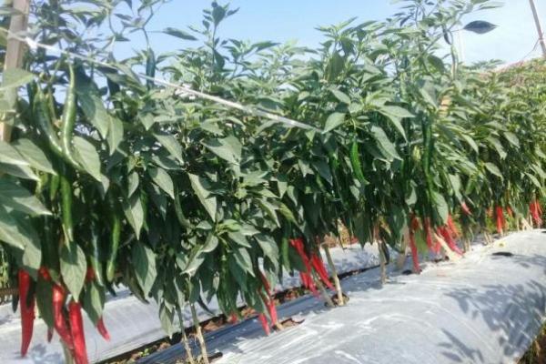 Petani Milenial Cilacap Suksen Panen Cabai Merah 40 Ton