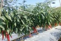 Petani Milenial Cilacap Suksen Panen Cabai Merah 40 Ton