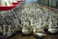 Prancis Musnahkan 600.000 Bebek Untuk Bendung Flu Burung
