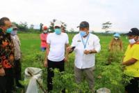 Kementan Bangkitkan Kembali Pengembangan Bawang Putih di Probolinggo