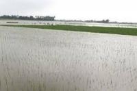 Ratusan Hektare Sawah di Cirebon Terendam Banjir