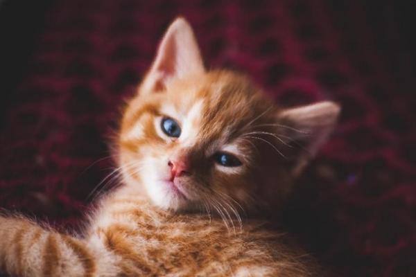 Tak Hanya Manusia, Kucing Juga Terdampak Gempa Sulbar