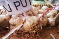 Pusbarindo Minta Kemendag SPI Bawang Putih Dirilis Akhir Maret