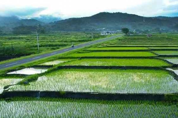 Jika Subsidi Pupuk Dikurangi, Hasil Tanam Akan Rontok 24 Persen