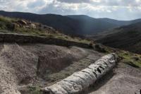 Ilmuwan Yunani Temukan Fosil Pohon Berumur 20 Juta Tahun