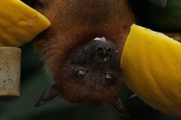 Ancaman Nipah, Virus Baru Setelah Covid-19