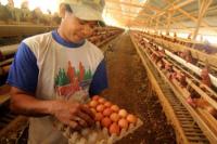 Kementan: Harga Telur Turun Pertengahan Februari