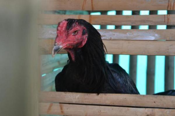 Belum Kelar Covid-19, China Laporkan Kasus Flu Burung H5N8 yang Berbahaya
