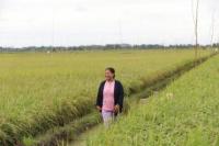 Tanaman Rawan Roboh dan Basah, Petani Food Estate Butuh Pengering