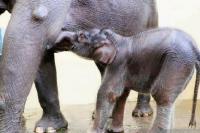 Anak Gajah Sumatera Lahir Ditengah Ancaman Virus Mematikan 