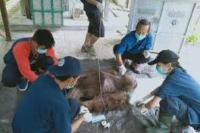 Orangutan Kalimantan Terluka Parah Akibat Senjata Tajam