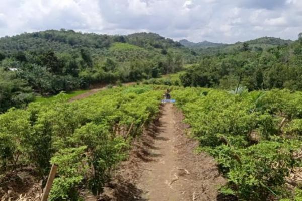 Cenderung Dipandang Sebelah Mata, Peneliti Minta Pemerintah Prioritaskan Sektor Pertanian