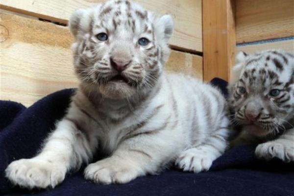 Diduga Akibat Covid-19, Dua Bayi Harimau Putih Mati di Pakistan