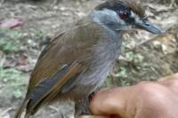 Burung Pelanduk Kalimantan Kembali Terlihat Setelah 172 Tahun