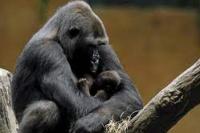 Tertular Covid-19, Gorila di Bonbin Praha Kehilangan Nafsu Makan, Singa Batuk