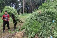 Pemerintah Musnahkan lima Hektare Ladang Ganja di Aceh Utara