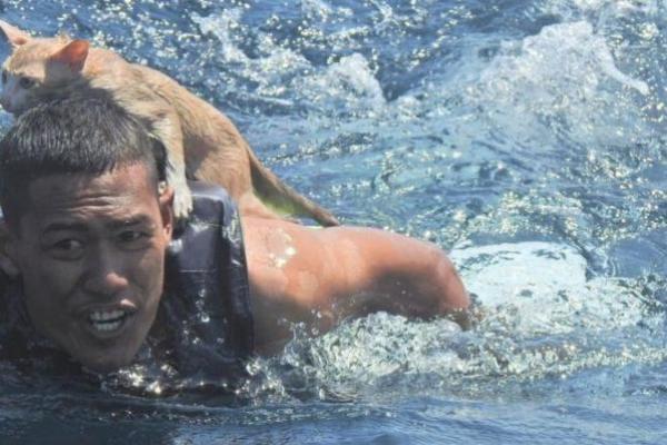 Menuai Pujian, Tentara AL Selamatkan 4 Kucing yang Terjebak di Kapal Terbakar 