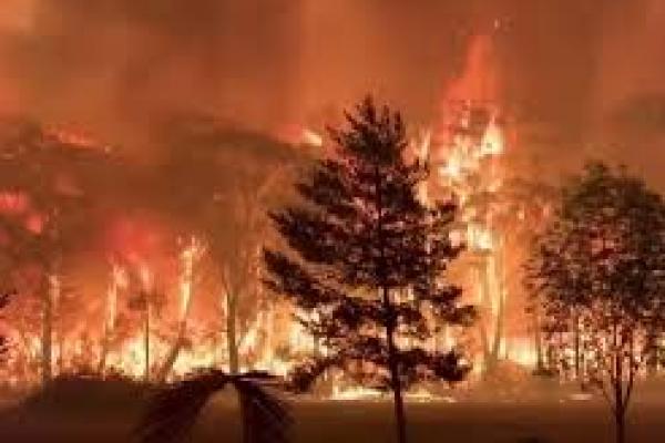 Kebakaran Hutan tahun 2020 Turun Drastis 